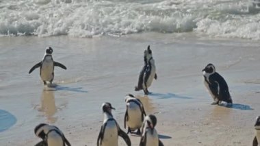 African Penguins, Sea, Shaking, Boulders Bay, South Africa