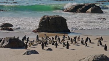 Koloni, Afrika Penguenleri, Deniz, Boulders Sahili, Güney Afrika