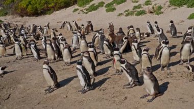 Koloni, Afrika Penguenleri, Plaj, Boulders Sahili, Birliktelik