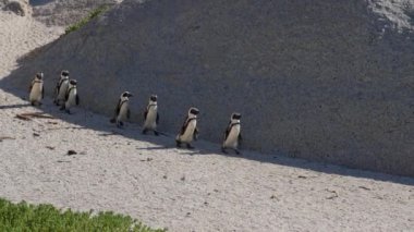 African Penguins, Walking, Boulders Beach, Following, South Africa