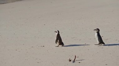 Walking, African Penguins, Sand, Boulders Beach, South Africa