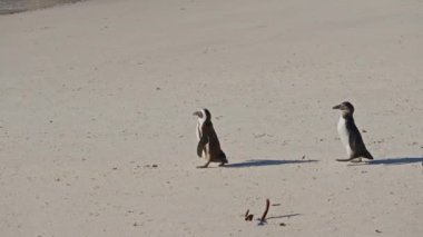 Yürüyen Afrika Penguenleri, Kum, Boulders Sahili, Güney Afrika