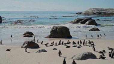 African Penguins, Boulders Beach, Sea, South Africa, Coastline