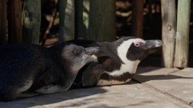 Resting, African Penguins, Boulders Bay, Chick, Endangered