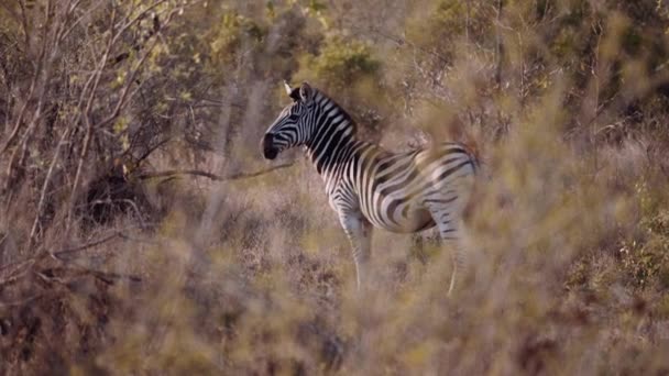 Zebra Savannah Sudafrica Safari Fauna Selvatica — Video Stock