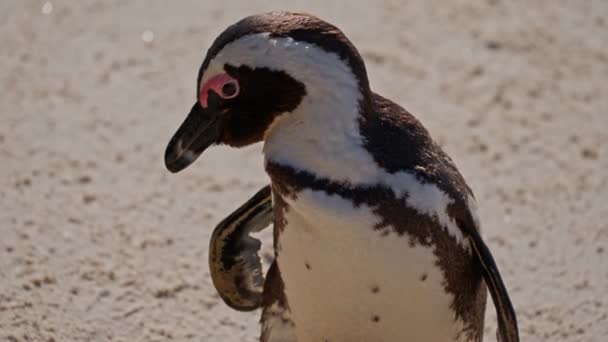Pingouin Africain Jeune Mignon Boulders Beach Afrique Sud — Video