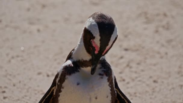 Pinguino Africano Carino Governare Boulders Beach Sudafrica — Video Stock