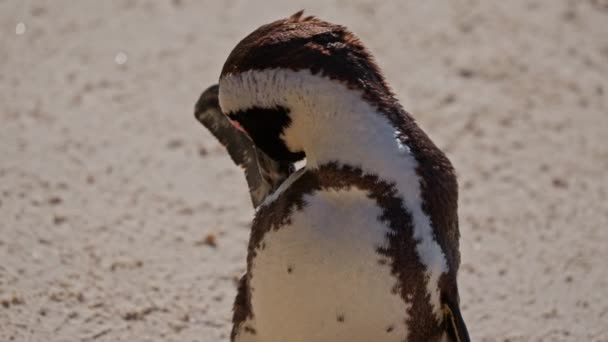 Pinguim Africano Jovem Arrumando Boulders Beach África Sul — Vídeo de Stock
