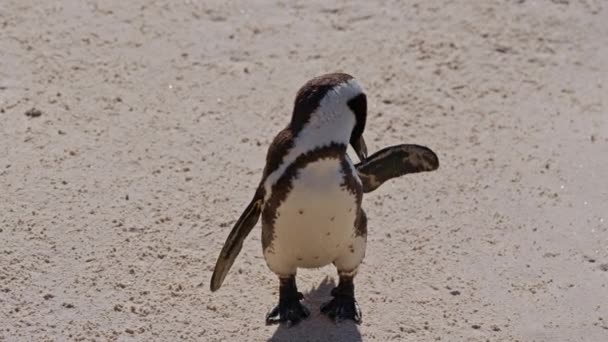 Africani Pinguino Giovane Carino Boulders Beach Sudafrica — Video Stock