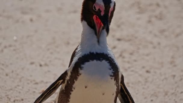 Африканский Пингвин Молодой Груминг Boulders Beach Южная Африка — стоковое видео