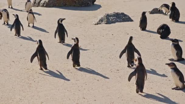 Pingüinos Africanos Colonia Pie Boulders Beach Sudáfrica — Vídeos de Stock