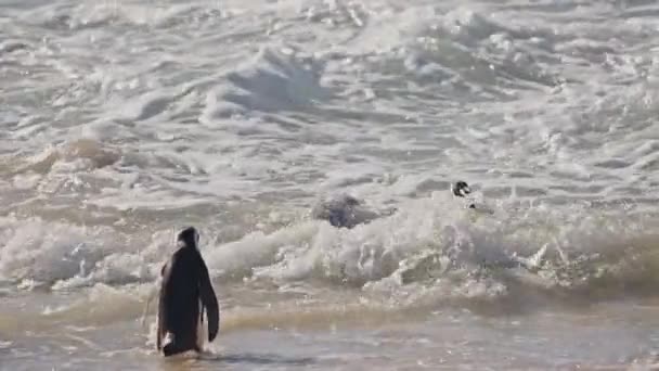 African Penguins Swimming Sea Boulders Beach South Africa — Stok video