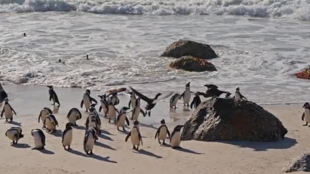 African Penguins Colony Sea Boulders Beach South Africa — Video