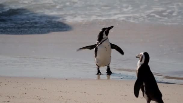 Pinguini Africani Waddling Mare Spiaggia Massi Sud Africa — Video Stock