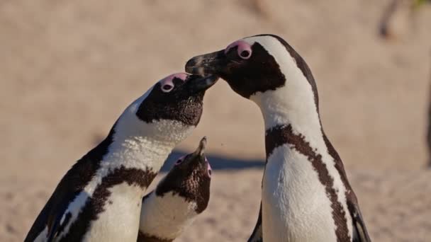 African Penguins Communication Boulders Beach South Africa — Video