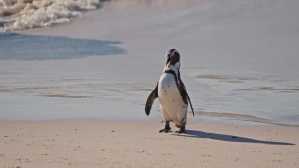 African Penguin Cleaning Sea Boulders Beach South Africa — Stok video