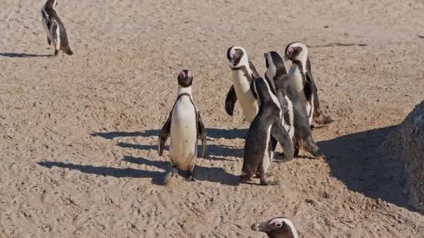 African Penguins Walking Group Boulders Beach South Africa — Stok video