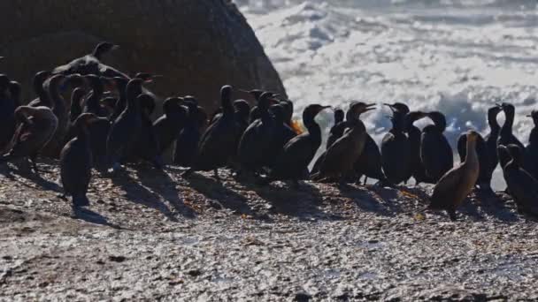 Cape Cormorants Flying Rock Pantai Boulders Afrika Selatan — Stok Video