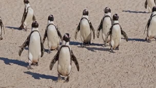 Walking African Penguins Colony Boulders Bay South Africa — Stok video