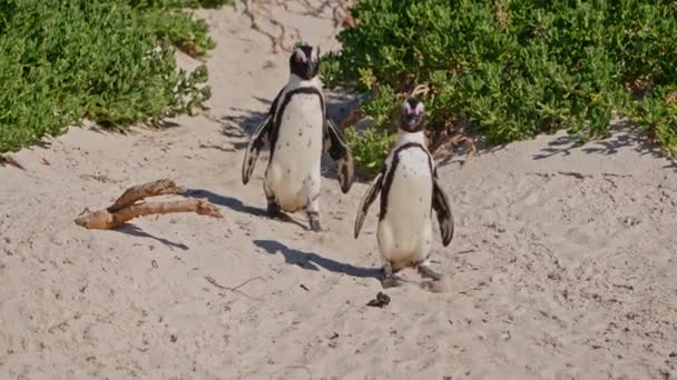 Berjalan Penguin Afrika Pasir Teluk Boulders Afrika Selatan — Stok Video