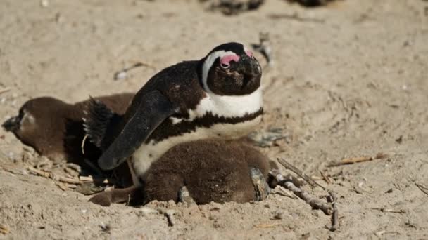 Pingüino Africano Family Chick Boulders Bay Sudáfrica — Vídeo de stock