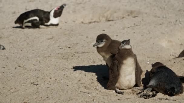 Africani Pinguini Carino Pulcini Boulders Bay Sudafrica — Video Stock
