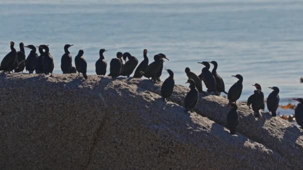 Cape Cormorants Perching Rock Boulders Beach South Africa — Video