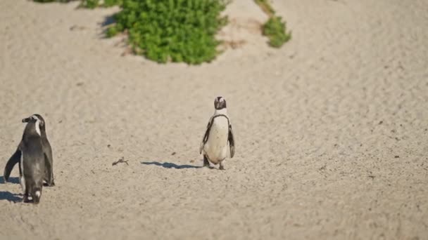 Pinguino Africano Waddling Spiaggia Spiaggia Massi Sudafrica — Video Stock