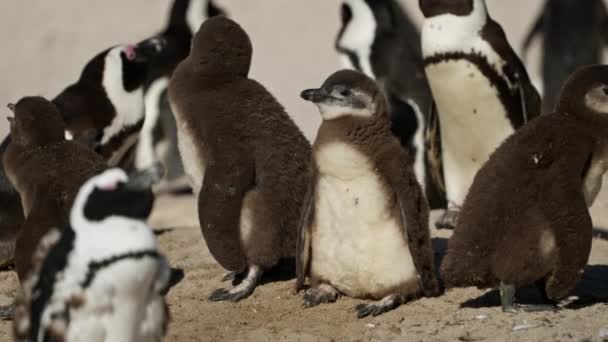 African Penguins Colony Chicks Boulders Bay South Africa — Stok video