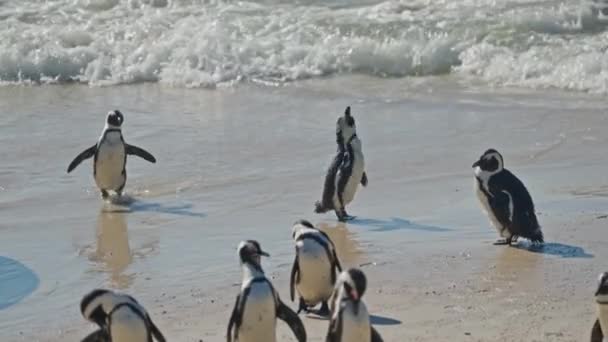 African Penguins Sea Shaking Boulders Bay South Africa — Stok video