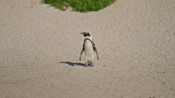 Pingüino Africano Pie Playa Boulders Beach Sudáfrica — Vídeo de stock