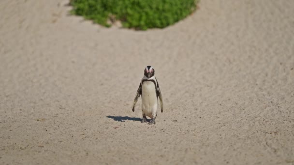 African Penguin Walking Beach Boulders Beach South Africa — Stok video