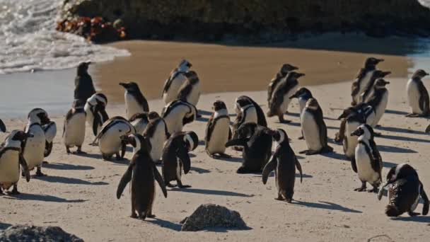 Colony African Penguins Sea Boulders Beach Togetherness — Video