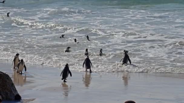Afrique Sud Pingouins Africains Océan Boulders Beach Mer — Video