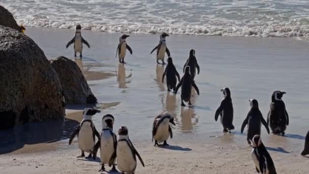 African Penguins Sea Boulders Beach Sea South Africa — Video