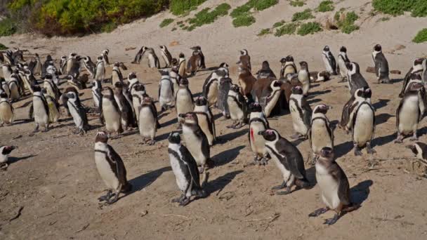 Colonia Pingüinos Africanos Playa Boulders Beach Juntas — Vídeos de Stock