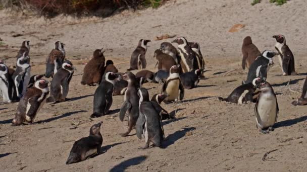 African Penguins Sand Boulders Beach Walking South Africa — Video