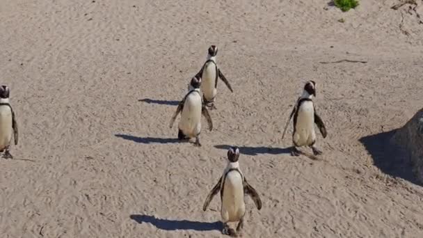 Африканские Пингвины Озил Боулдерс Бич Прогулка Южная Африка — стоковое видео