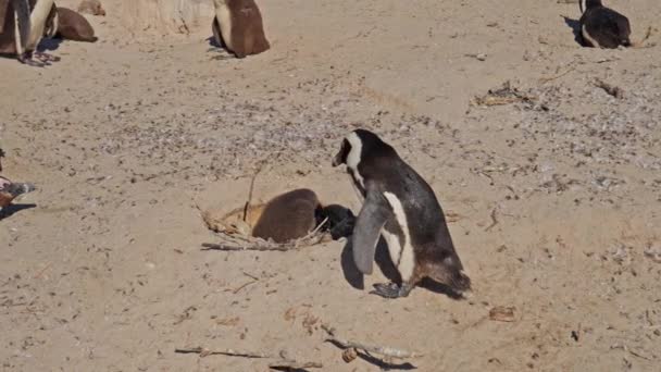 Pinguino Africano Pulcino Famiglia Cura Boulders Beach — Video Stock
