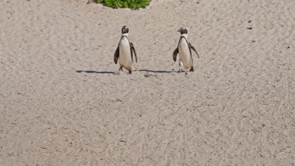 Penguin Afrika Berjalan Pantai Boulders Waddling Afrika Selatan — Stok Video