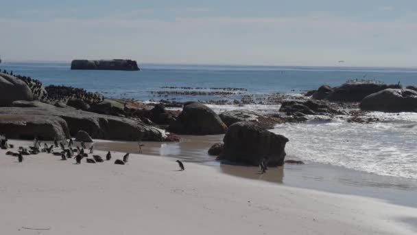Pinguini Africani Spiaggia Massi Mare Sudafrica Sabbia — Video Stock