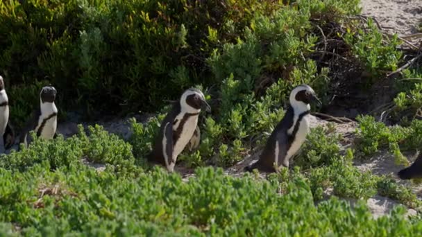 African Penguins Row Walking Boulders Beach South Africa — стоковое видео
