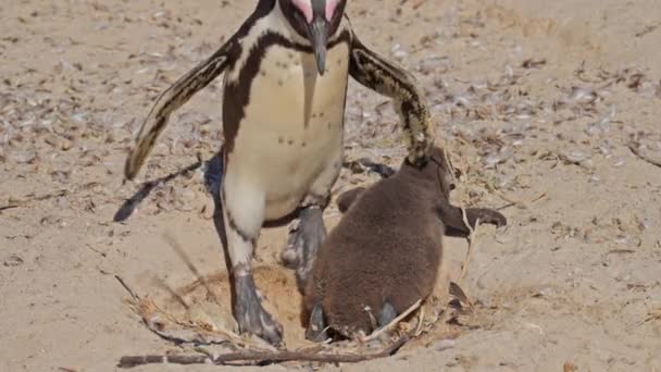 African Penguin Chick Mother Care Boulders Beach — Vídeo de Stock