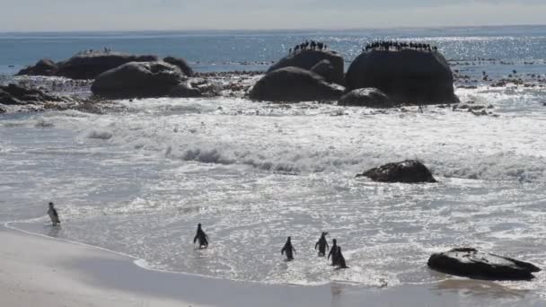 Pingouins Africains Boulders Beach Mer Afrique Sud Rochers — Video