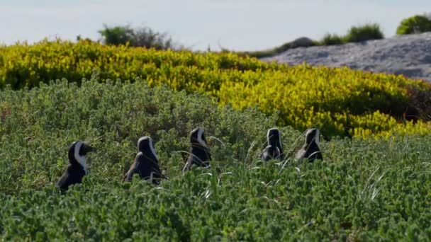 African Penguins Plants Walking Boulders Beach South Africa — Vídeo de Stock