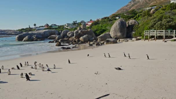 Penguin Afrika Pantai Boulders Terancam Punah Afrika Selatan Garis Pantai — Stok Video