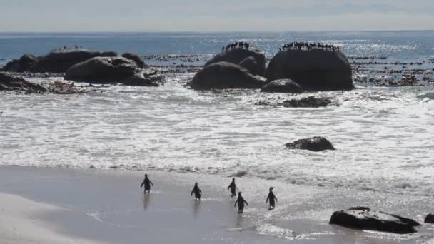 Африканские Пингвины Пляж Ваулдерс Океан Южная Африка Скалы — стоковое видео