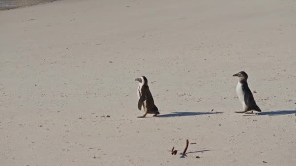 Walking African Penguins Sand Boulders Beach South Africa — 图库视频影像