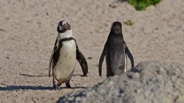 Penguin Afrika Pasir Pantai Boulders Afrika Selatan Dalam Bahaya — Stok Video
