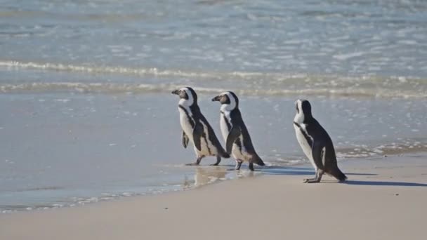 Walking African Penguins Sea Boulders Beach South Africa — Vídeo de Stock